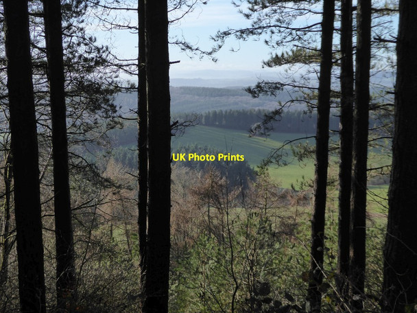 Photo 6"x4" View to Little Hill and Haugh Wood Tarrington Common c2018