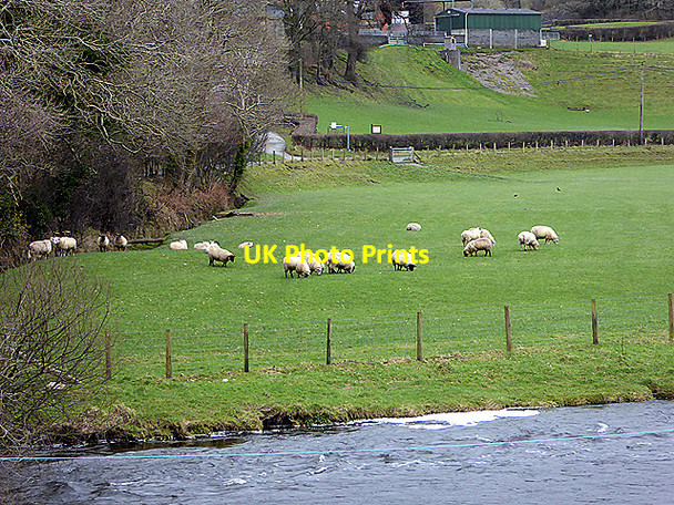 Photo 6"x4" Grazing beside Afon Rheidol Aberffrwd\/SN6878 c2018