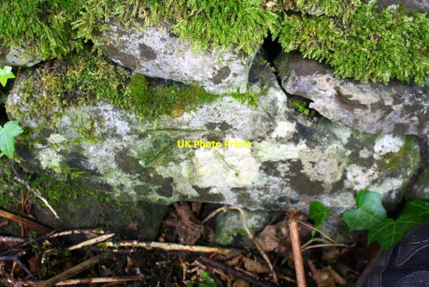 Photo 6"x4" Benchmark beside B6480 below Giggleswick Scar Settle c2017