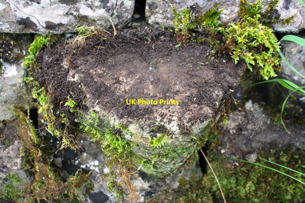 Photo 6"x4" Benchmark on stone in B6480 wall east of Brunton Road junction Settle c2017