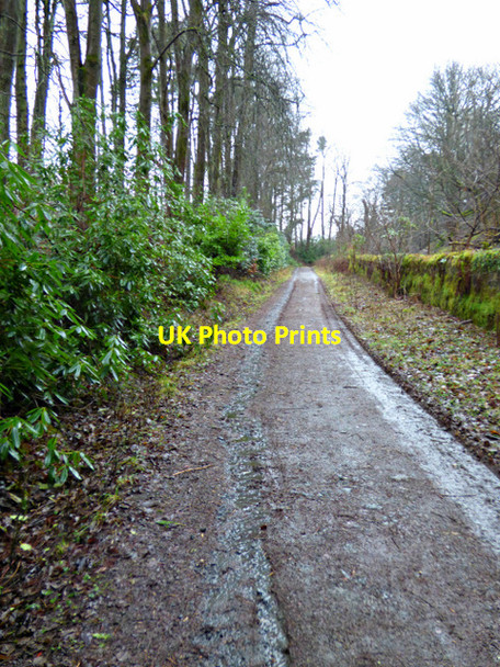 Photo 6"x4" Woodland track at Craigmaddie Reservoir Milngavie c2018