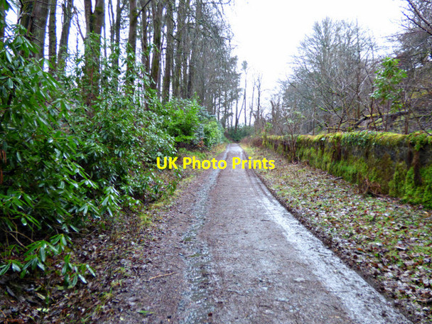 Photo 6"x4" Woodland track at Craigmaddie Reservoir Milngavie c2018 P1