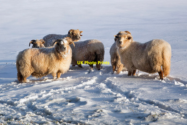 Photo 6"x4" Sheep on Blaikie\u00e2\u0080\u0099s Hill Galashiels c2018