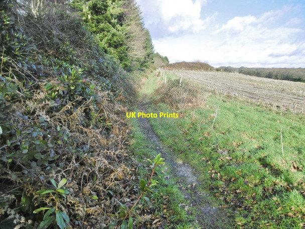 Photo 6"x4" Higher Bockhampton, bridleway Higher Bockhampton c2018