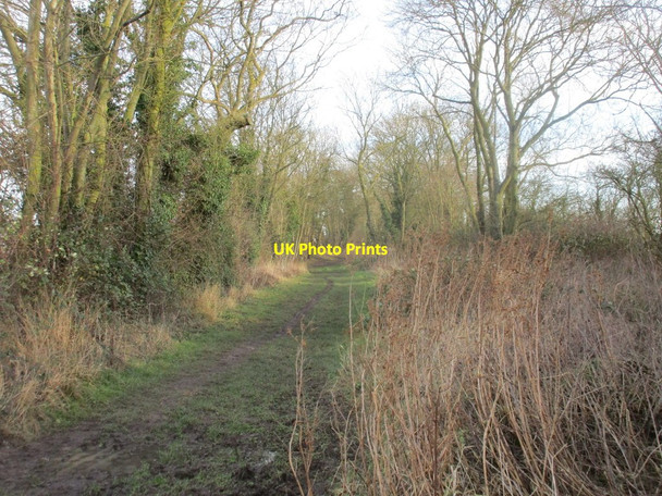 Photo 6"x4" Bridleway to Cheapside (Waltham) Brigsley c2018