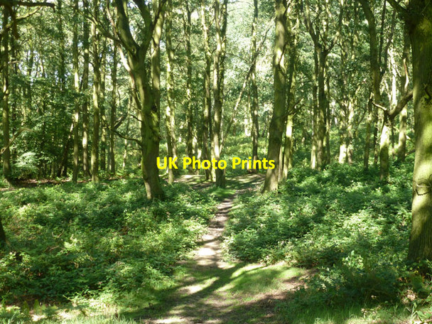 Photo 6"x4" Path, Galleywood Common Lower Green\/TL7002 c2012