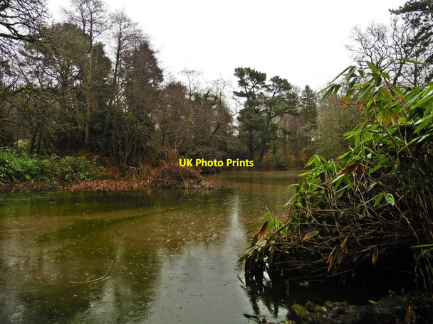Photo 6"x4" Ornamental lake at Wayford Woods Wayford c2018
