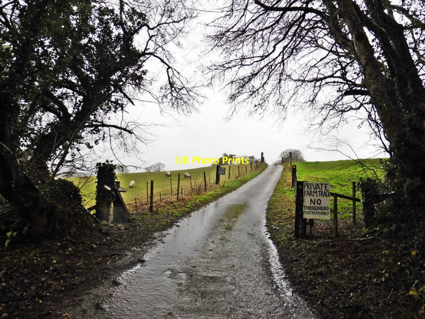 Photo 6"x4" Road to Ashcombe Farm Wayford c2018
