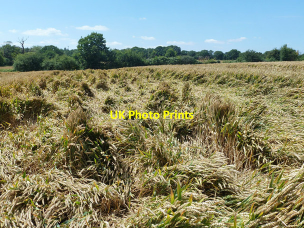Photo 6"x4" Wheat suffering from lodging Galleywood c2012