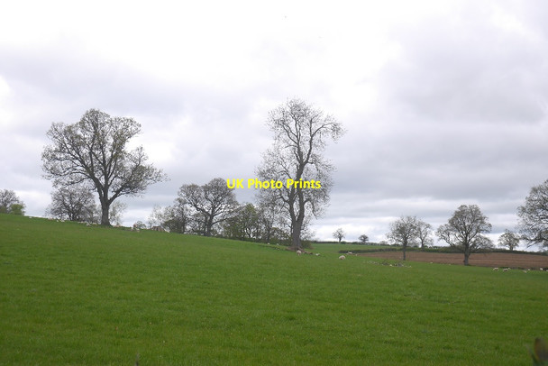 Photo 6"x4" Sheep pasture, The Plackett Wrickton c2017