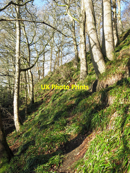 Photo 6"x4" Path on a steep slope above the River East Allen near The Holms Sinderhope c2018