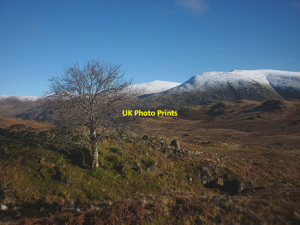 Photo 6"x4" Large tree in upper Launchy Gill Watendlath c2018