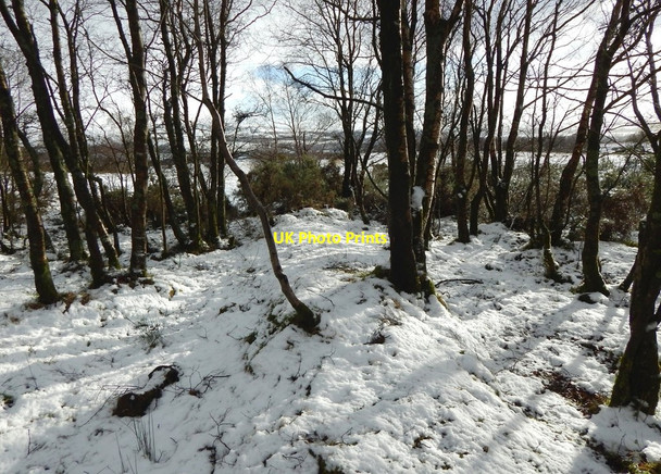 Photo 6"x4" Ridge of old drove road in the woods Alexandria c2018
