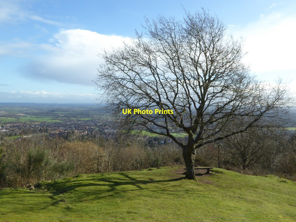 Photo 6"x4" Tree on St Ann's Knoll Great Malvern c2018
