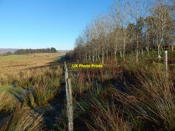 Photo 6"x4" A new plantation Gartocharn c2018
