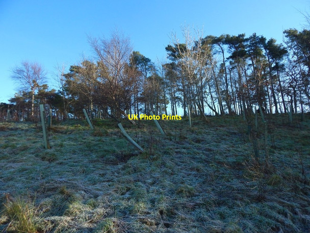 Photo 6"x4" Plantations new and old Gartocharn c2018