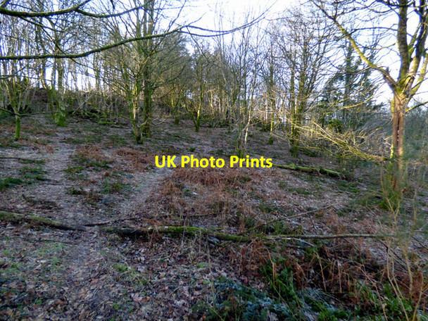 Photo 6"x4" Commoncraig plantation Inverkip c2018