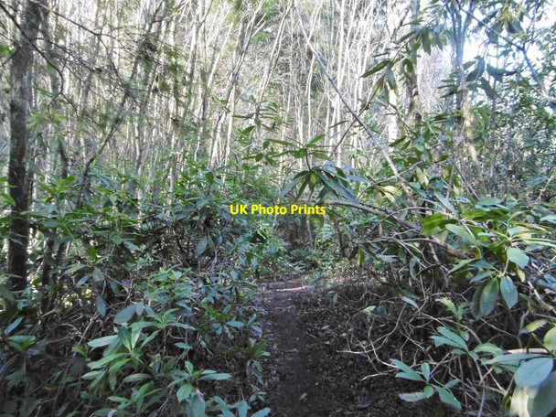 Photo 6"x4" Higher Bockhampton, footpath Higher Bockhampton c2018