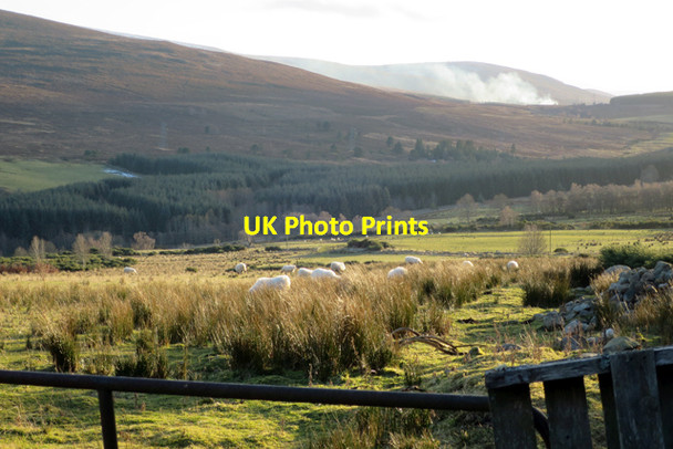 Photo 6"x4" Sheep near Locherbain Carron\/NJ2241 c2018
