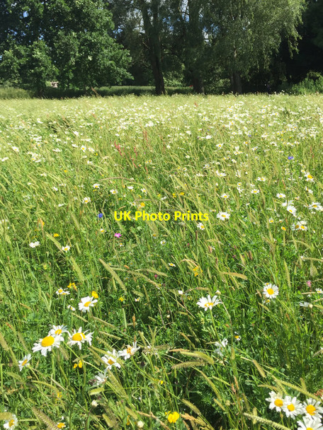 Photo 6"x4" Sown wildflower mix in St Nicholas Park, Warwick 2017 Warwick c2017
