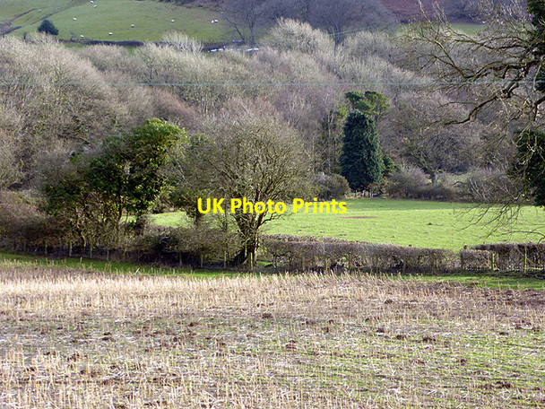 Photo 6"x4" Cereal stalks in Cwm Rheidol Nantyronen Station c2018