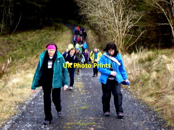 Photo 6"x4" Walkers, Jenkin Forest Knockatallan c2018