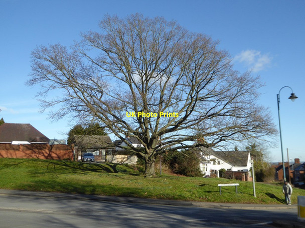 Photo 6"x4" Tree beside Barnards Green Road Great Malvern c2018