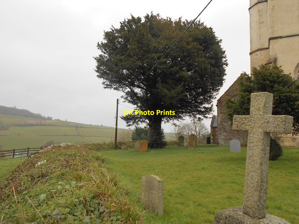 Photo 6"x4" Yew tree in St Giles Churchyard Farway c2018