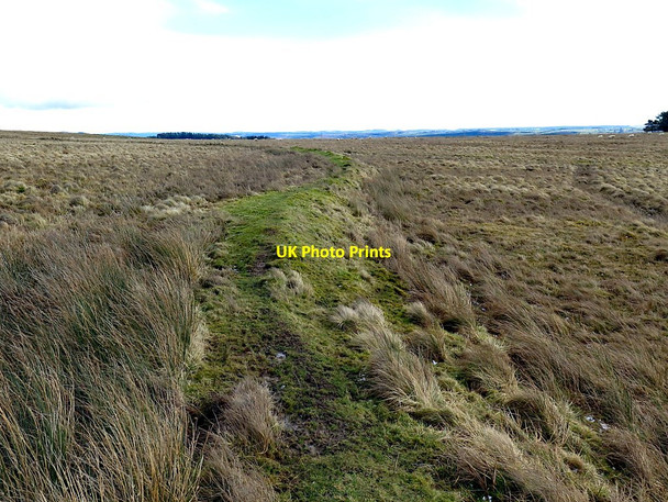 Photo 6"x4" Sinuous old boundary bank north of Dam Plantation Uppertown\/NY8672 c2018