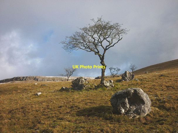 Photo 6"x4" Hawthorn above Long Lane Clapham\/SD7469 c2018