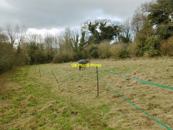 Photo 6"x4" Briantspuddle, horse grazing Briantspuddle c2018