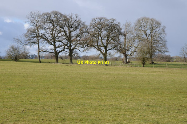 Photo 6"x4" Bare winter trees Gallows Green\/SO9362 c2018