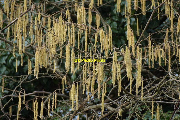 Photo 6"x4" Willow catkins, Horton Country Park Epsom c2018