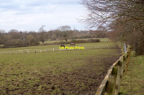 Photo 6"x4" Paddocks, Horton Country Park Epsom c2018
