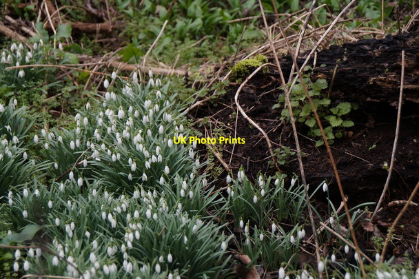 Photo 6"x4" Snowdrops, Thorncroft, Leatherhead Leatherhead c2018