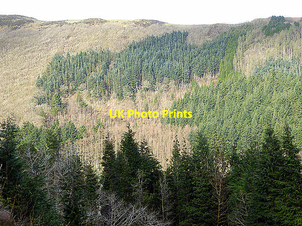 Photo 6"x4" Shades of green Devil's Bridge\/Pontarfynach c2018