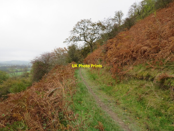 Photo 6"x4" Along the path Hundred House c2017