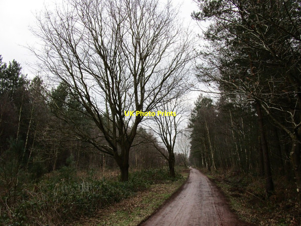 Photo 6"x4" The Robin Hood Way Carburton c2018