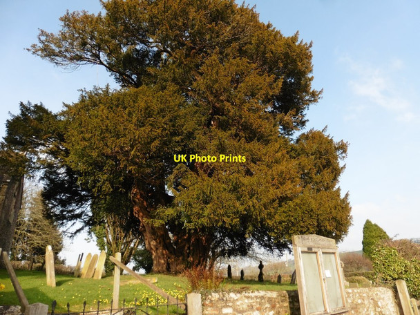 Photo 6"x4" Massive Yew tree in the churchyard at St Michael and all Angels Church Green\/SY1796 c2018