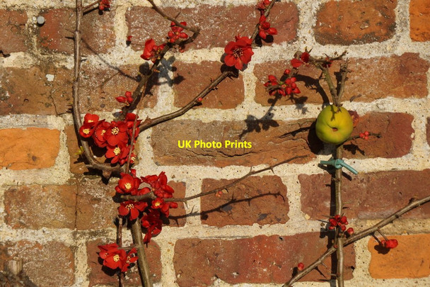 Photo 6"x4" Quince on a wall at Hampton Court Palace Surbiton c2018