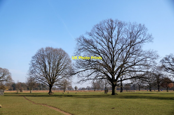 Photo 6"x4" Bushy Park Teddington\/TQ1670 c2018