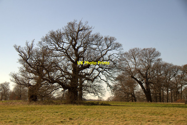 Photo 6"x4" Trees in Windsor Great Park Villag c2018
