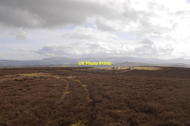 Photo 6"x4" On Llanbedr Hill Llanbadarn-y-garreg c2018