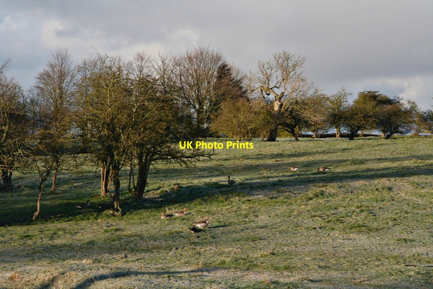 Photo 6"x4" Greylag geese on a snowy field in Alvingham (1) Alvingham c2018