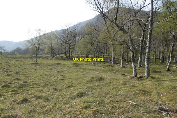 Photo 6"x4" Doire Driseach Allt a' Chnaip c2017