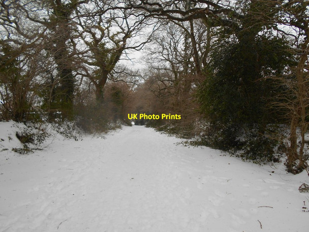 Photo 6"x4" Core Hill Road Sidmouth c2018