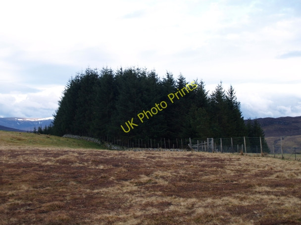 Photo 6"x4" Wedge of forestry, Creag Bhile Balgowan\/NN6394 c2009