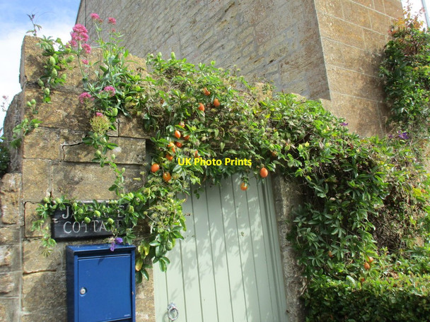 Photo 6"x4" Passion fruit at Jasmine Cottage Chiselborough c2017