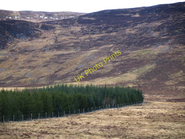 Photo 6"x4" Strip of forestry, Creag Bhile Balgowan\/NN6394 c2009