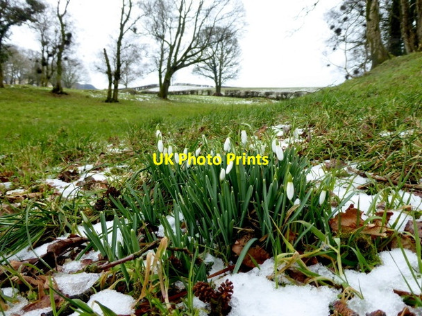 Photo 6"x4" Snowdrops, Mountjoy Forest East Division Omagh c2018